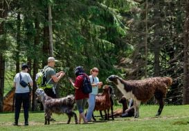 Tourists pet Damask goats and llamas