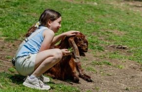 A girl strokes a damascus goat