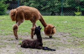 Alpacas grazing
