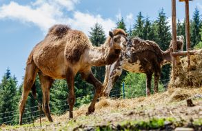 Camels