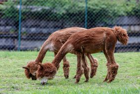 Alpacas grazing