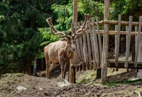 Red deer