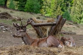 Red deer resting at the feeder