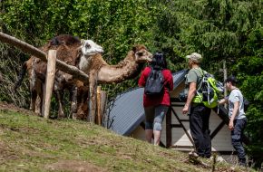 Tourists looking at camels
