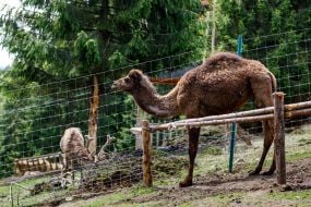 Camel