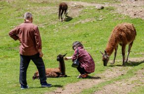 Visitors petting a llama