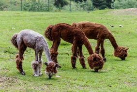 Alpacas grazing