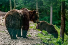 Brown bears