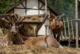 Red deer