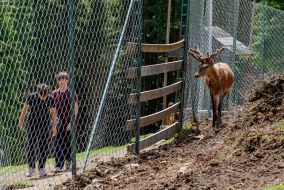 Red deer