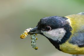 A tit holds a caterpillar in its beak