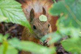 Squirrel