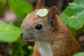 Squirrel