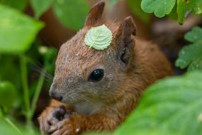 Squirrel
