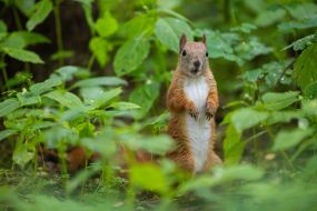 Squirrel