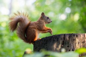 Squirrel