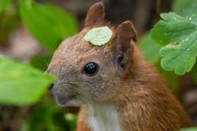 Squirrel