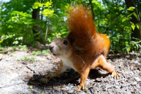 Squirrel