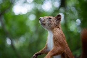 Squirrel