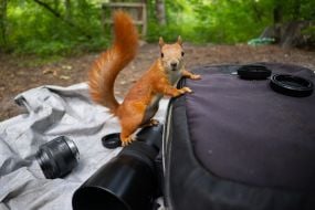 Squirrel