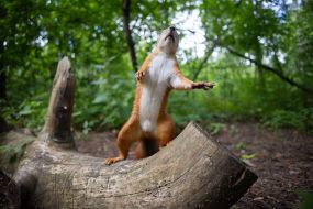 Squirrel