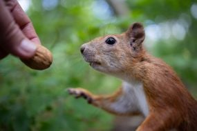 Squirrel