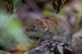 Mouse