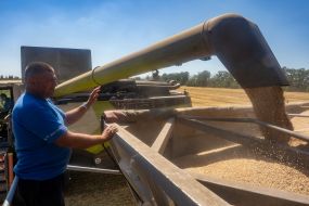 Gagarin Agrofirm Limited Liability Company completes grain harvest