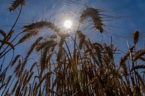 Wheat spikelets on a field in the Kharkiv region