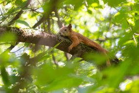 Squirrel
