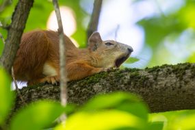 Squirrel