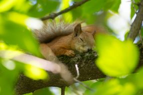 Squirrel