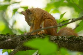 Squirrel