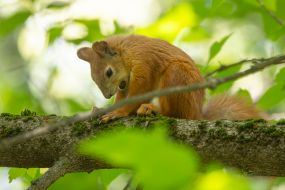 Squirrel