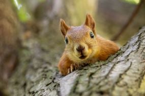Squirrel