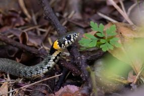 Snake
