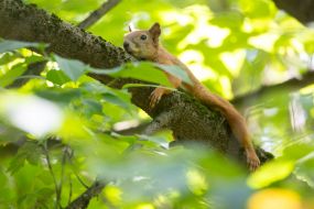Squirrel