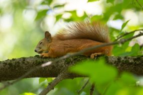 Squirrel