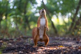 Squirrel