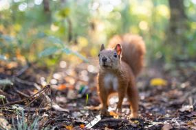 Squirrel