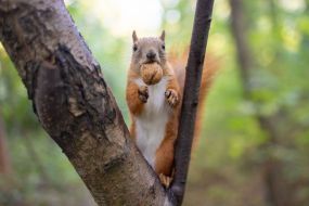 Squirrel