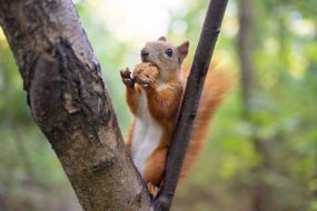 Squirrel