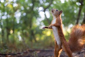 Squirrel