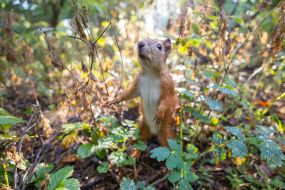 Squirrel