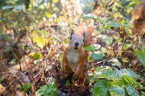 Squirrel
