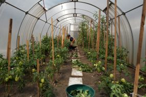 A prisoner of war works in a greenhouse in one of the special camps for holding Russian prisoners of war
