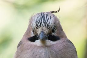 jay