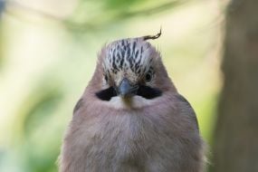 jay