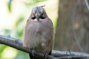 jay