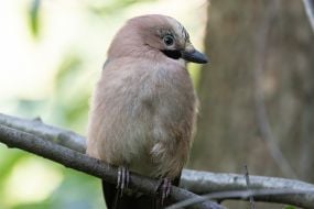jay